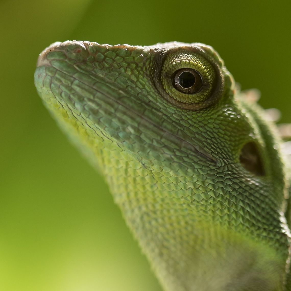 Green crested lizard A male Bronchocela cristatella  Bronchocela cristatella,Green Crested Lizard