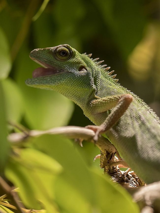 Green crested lizard Male Bronchocela cristatella  Bronchocela cristatella,Geotagged,Germany,Green Crested Lizard