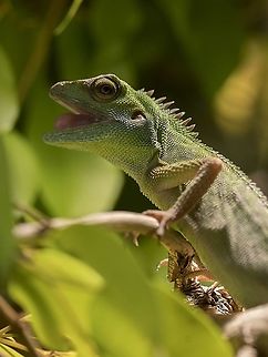 Green crested lizard Male Bronchocela cristatella  Bronchocela cristatella,Geotagged,Germany,Green Crested Lizard