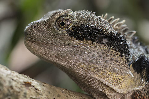 Australian Water Dragon Intellagama lesueurii  Australian water dragon,Geotagged,Germany,Intellagama lesueurii,Nikonz6,Waterdragon