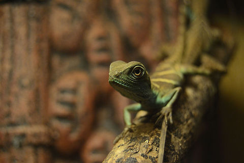 Physignathus cocincinus - Green waterdragon subadult  Chinese Water Dragon,Physignathus cocincinus