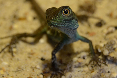 Physignathus cocincinus subadult - Green waterdragon  Chinese Water Dragon,Physignathus cocincinus