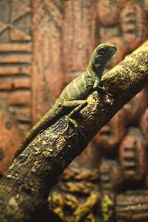 Physignathus cocincinus subadult - Green waterdragon  Chinese Water Dragon,Physignathus cocincinus