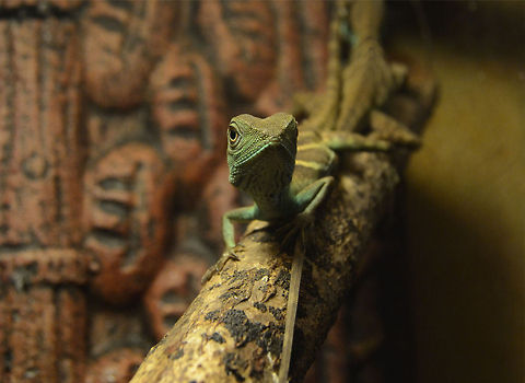 Physignathus cocincinus - Green waterdragon subadult  Chinese Water Dragon,Physignathus cocincinus