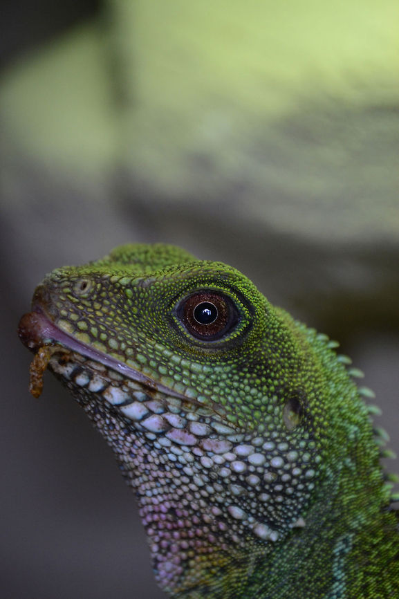 Physignathus cocincinus - Green waterdragon female green waterdragon  Chinese Water Dragon,Physignathus cocincinus,asia,asian,green waterdragon