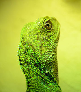Physignathus cocincinus - female green waterdragon  Chinese Water Dragon,Physignathus cocincinus,green waterdragon