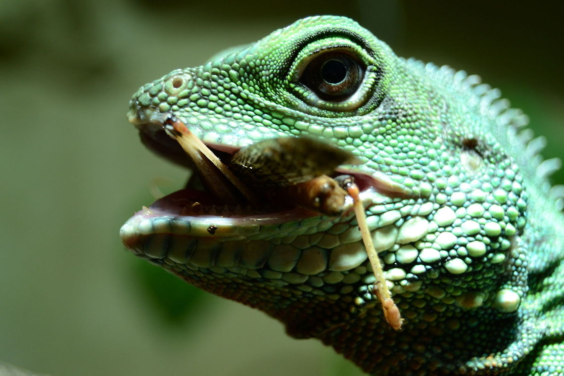 Green waterdragon - Physignathus cocincinus a female green waterdragon eating Chinese Water Dragon,Physignathus cocincinus