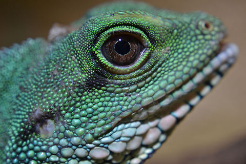 Green waterdragon A Close up from my female green waterdragon Chinese Water Dragon,Physignathus cocincinus