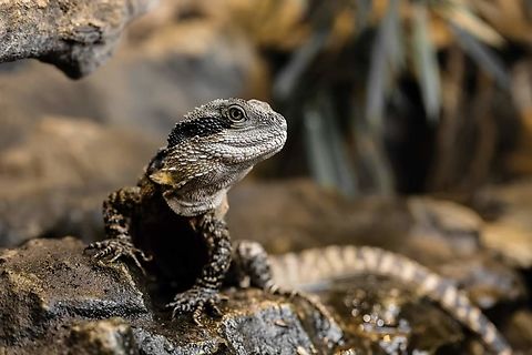 Australien Waterdragon Intellagama lesueurii - male Australian waterdragon,Australien,Intellagama,Intellagama lesueurii,Waterdragon