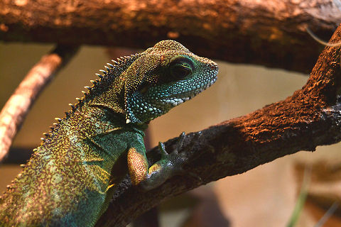 female Green Waterdragon 0.1  Chinese Water Dragon,Physignathus cocincinus