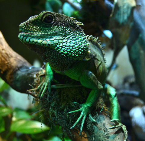 male green waterdragon  Chinese Water Dragon,Physignathus cocincinus
