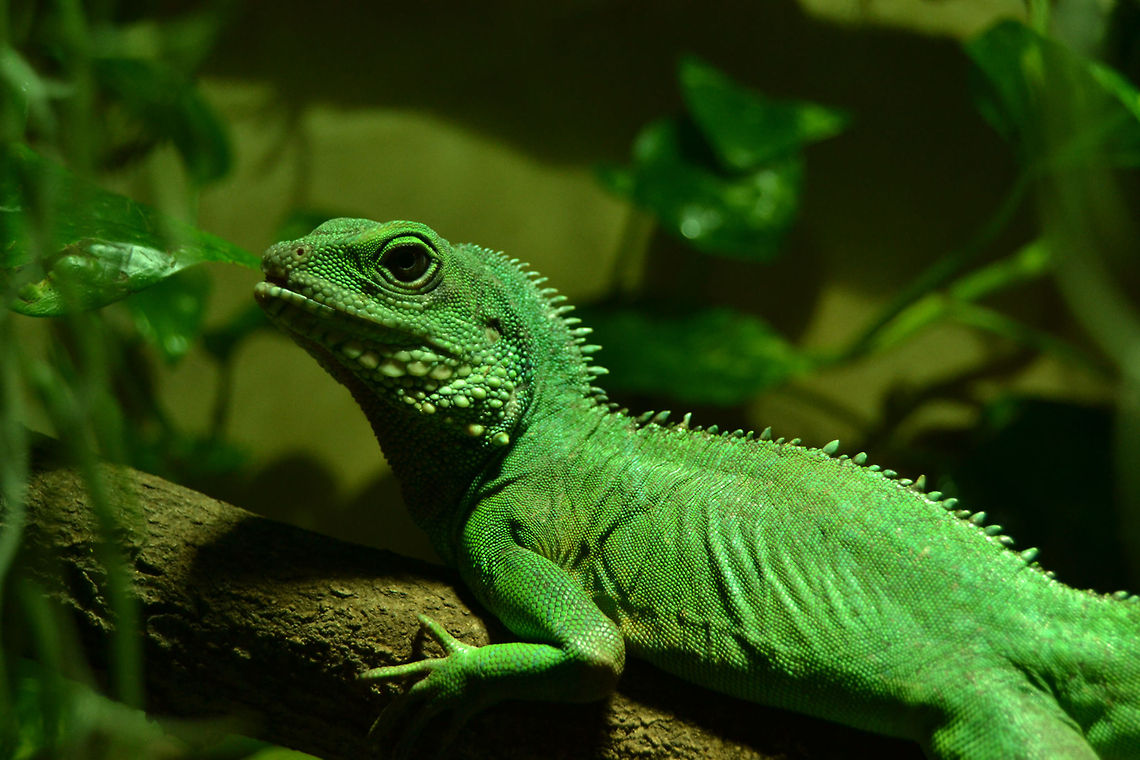 Green Waterdragon 0.1 (male) A wonderful green colored waterdragon.  Chinese Water Dragon,Physignathus cocincinus,green waterdragon,male