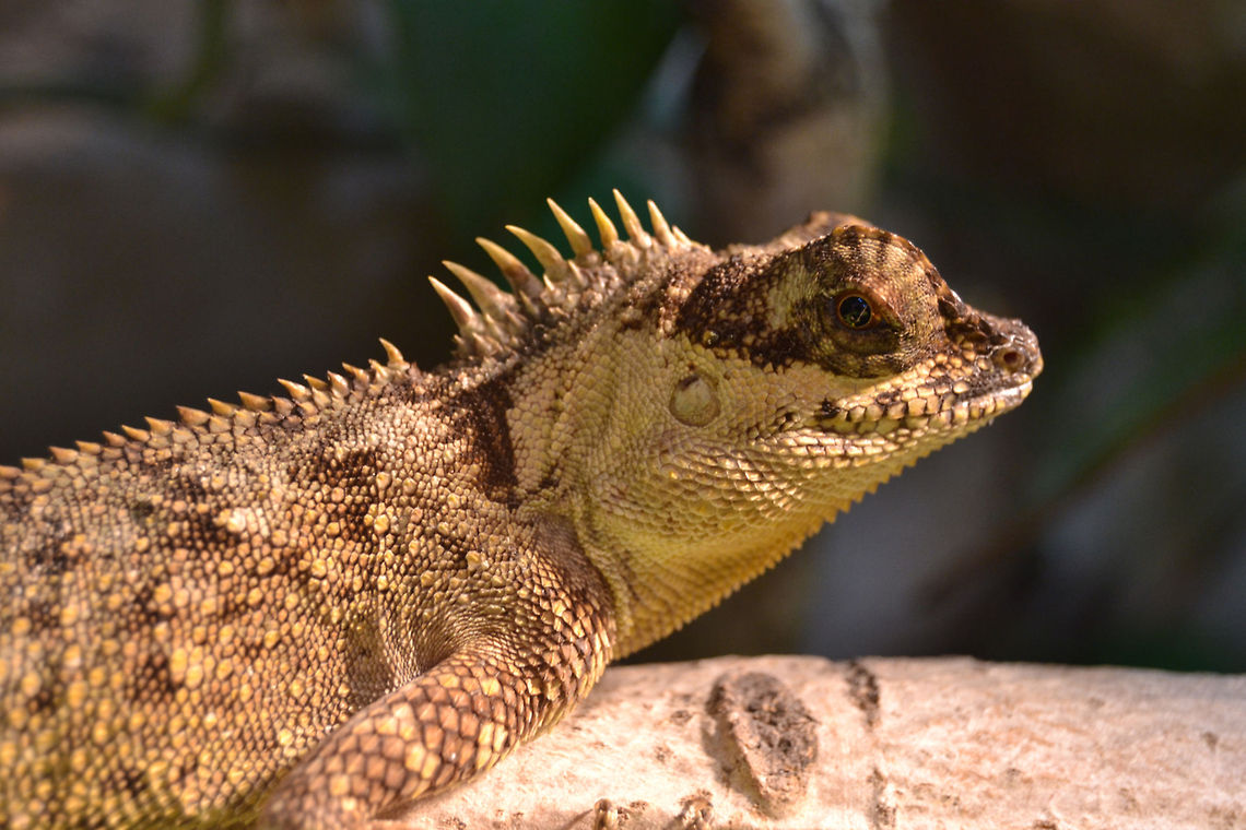 Female green prickleape | Acanthosaura capra 0.1  Acanthosaura capra