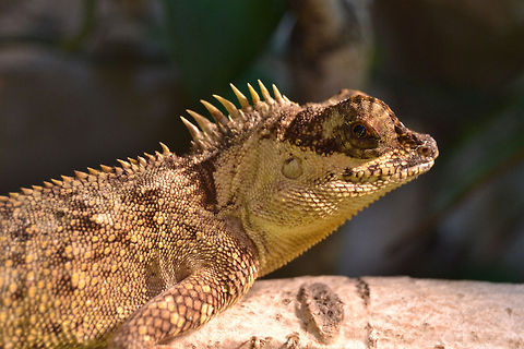 Female green prickleape | Acanthosaura capra 0.1  Acanthosaura capra