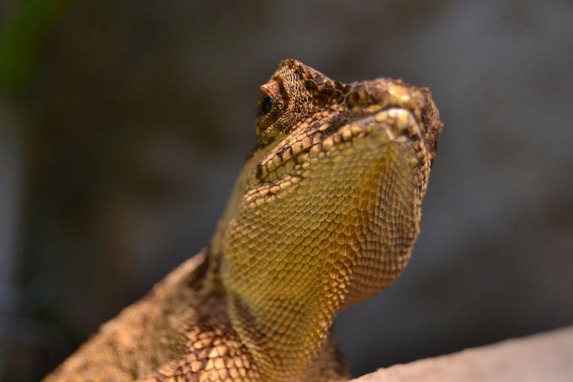 Green prickleape | Acanthosaura capra  Acanthosaura capra,Green Pricklenape