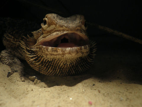 bearded dragon | Pogona vitticeps  Central bearded dragon,Pogona vitticeps