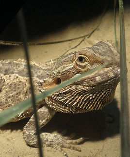 bearded dragon | Pogona_vitticeps    Central bearded dragon,Pogona vitticeps