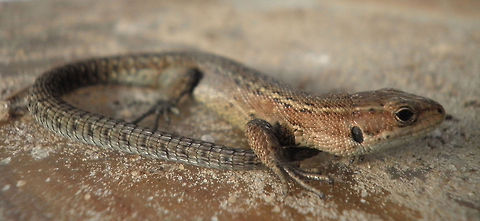 Sand lizard | Lacerta agilis Found in a german garden... made a pic and let em go!  Lacerta agilis,Sand Lizard,Zootoca vivipara,sand lizard