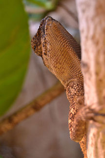 Head of a green prickleape (Acanthosaura capra)  Acanthosaura capra,Green Pricklenape