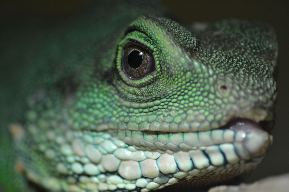 Green waterdragon | Physignathus cocincinus  Chinese Water Dragon,Physignathus cocincinus,green waterdragon; Physignathus cocincinus