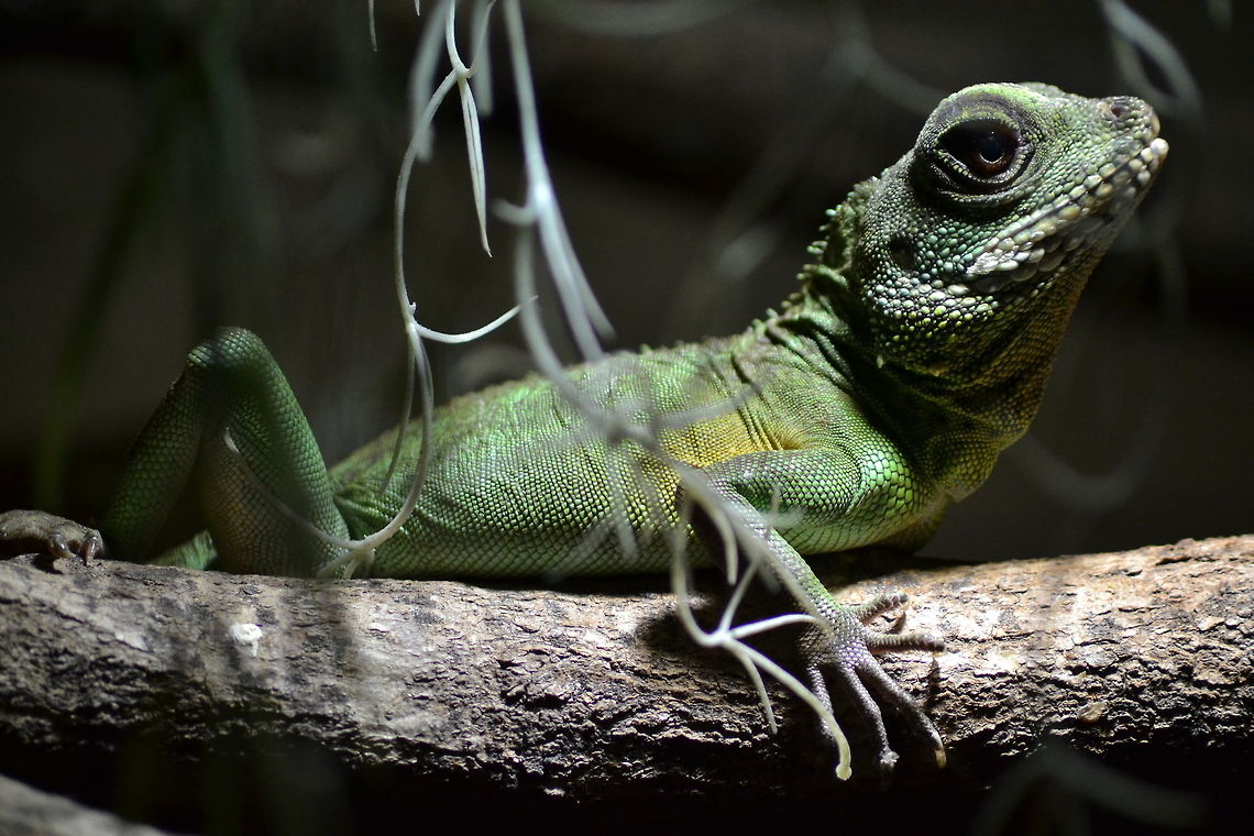 female green waterdragon | Physignathus cocincinus  Chinese Water Dragon,Physignathus cocincinus