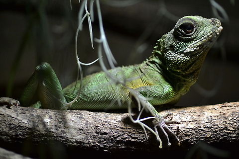 female green waterdragon | Physignathus cocincinus  Chinese Water Dragon,Physignathus cocincinus