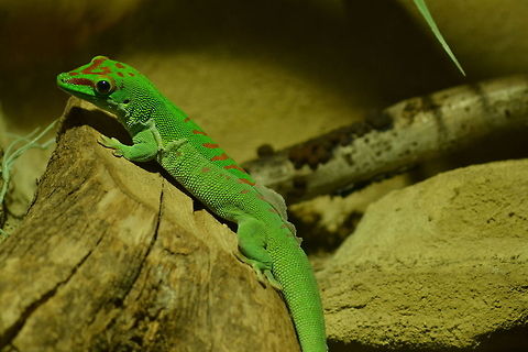 Madagascar giant day gecko | Phelsuma grandis  Phelsuma grandis,Phelsuma madagascariensis grandis,day gecko