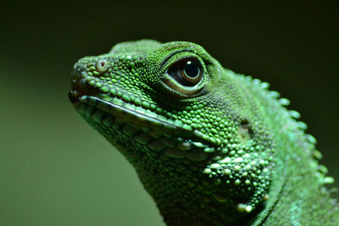 Green waterdragon | Physignathus cocincinus Here a macro from a female grenn waterdragon Chinese Water Dragon,Physignathus cocincinus