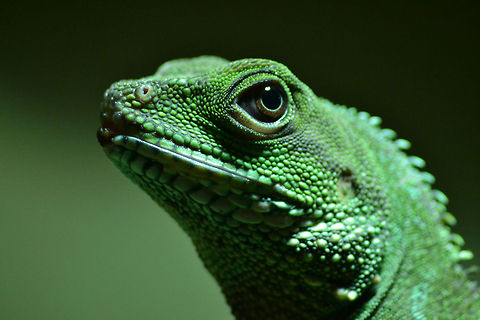 Green waterdragon | Physignathus cocincinus Here a macro from a female grenn waterdragon Chinese Water Dragon,Physignathus cocincinus