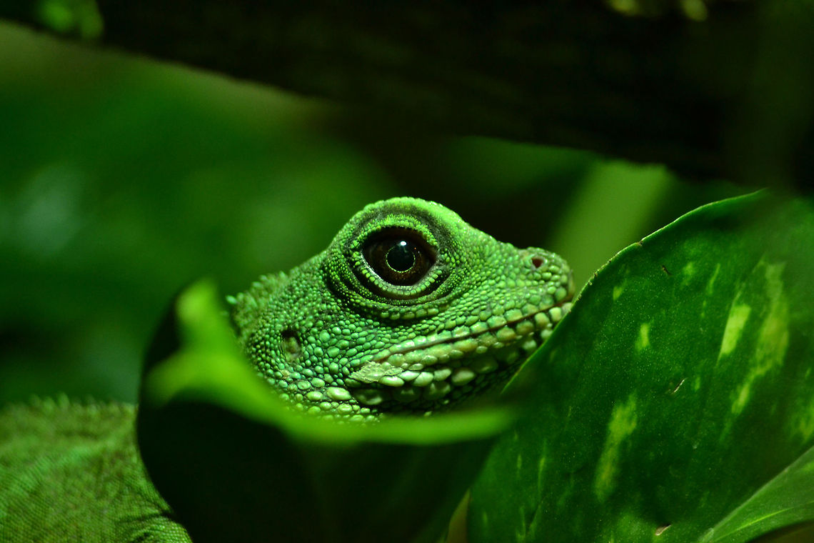 Green waterdragon Another macro of a female green waterdragon (Physignathus cocincinus) Chinese Water Dragon,Physignathus cocincinus