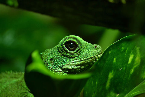Green waterdragon Another macro of a female green waterdragon (Physignathus cocincinus) Chinese Water Dragon,Physignathus cocincinus