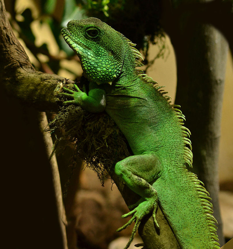 Green waterdragon - Physignathus cocincinus - male  Chinese Water Dragon,Physignathus cocincinus
