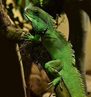 Green waterdragon - Physignathus cocincinus - male  Chinese Water Dragon,Physignathus cocincinus