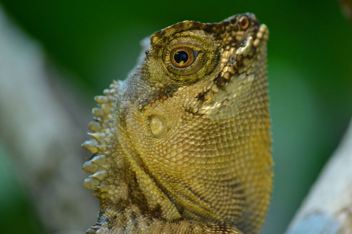 Acanthosaura capra | green prickleape - 1.0 male  Acanthosaura capra,Green Pricklenape