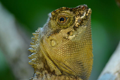Acanthosaura capra | green prickleape - 1.0 male  Acanthosaura capra,Green Pricklenape