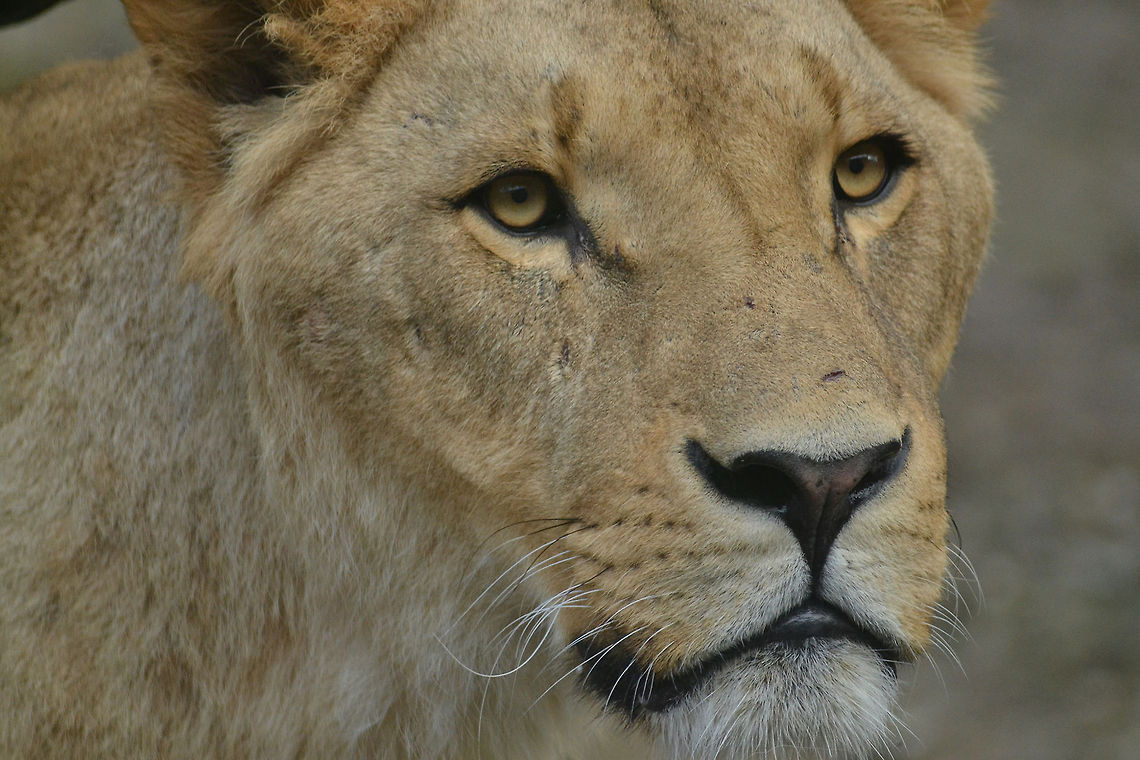 Lion  Lion,Panthera leo