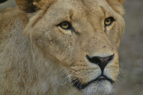 Lion  Lion,Panthera leo
