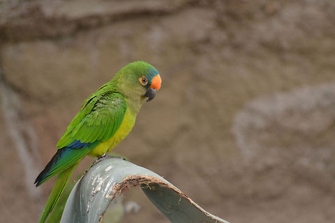 Peach-fronted Parakeet  Eupsittula aurea,Peach-fronted Parakeet,zoo