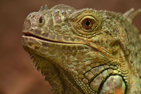 Green Iguana  Green iguana,Iguana iguana