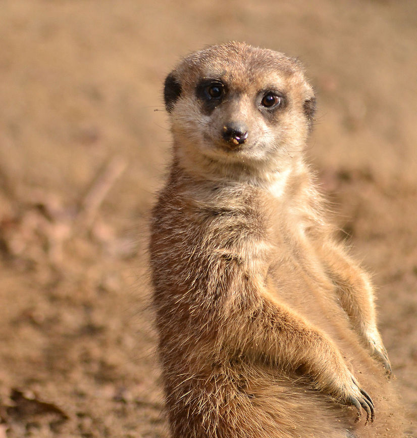 Meerkat | Suricata suricatta  Meerkat,Suricata suricatta