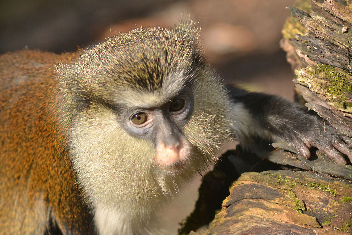 Mona monkey  Cercopithecus mona,Mona monkey
