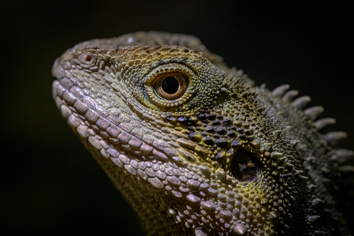 Australian Waterdragon - Intellagama lesueurii (female) My Australian Waterdragon captured with Nikon z8 and Sigma 150mm  Australian water dragon,Intellagama lesueurii