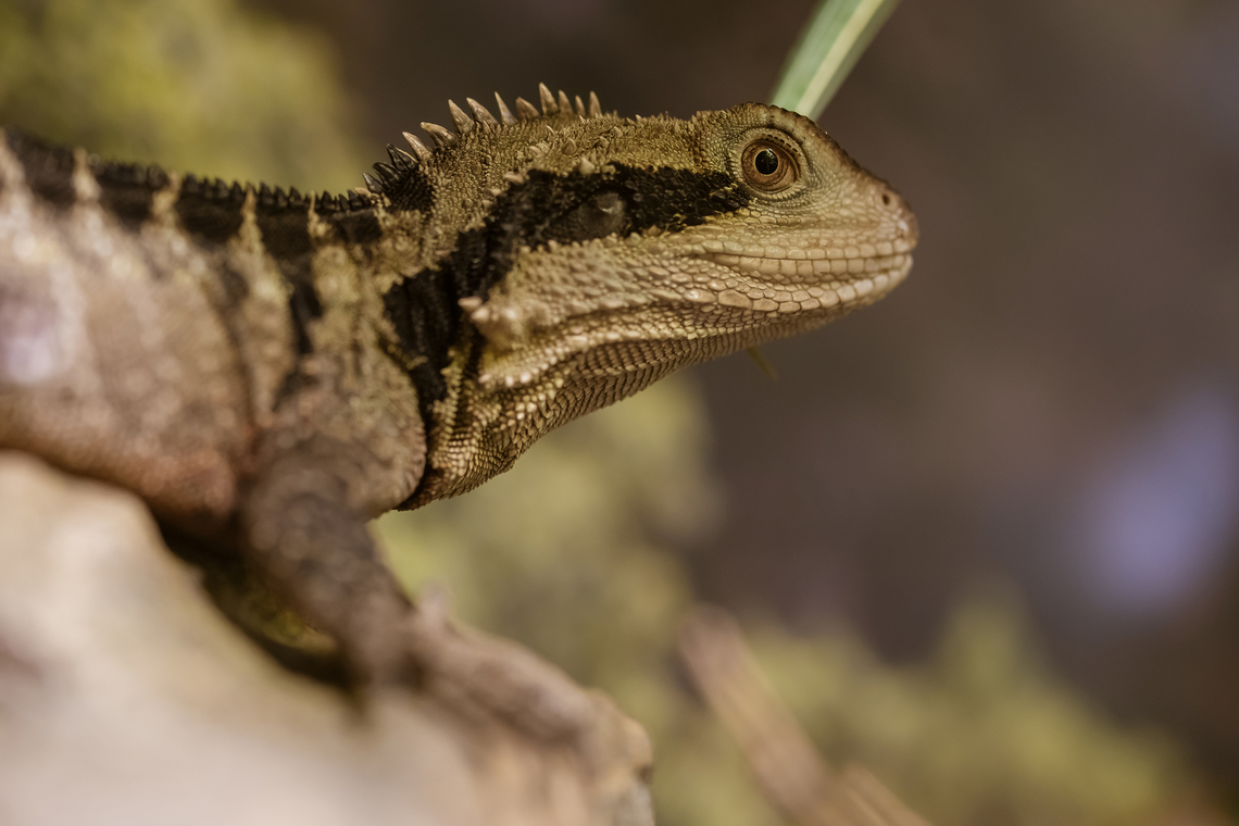 Australian Waterdragon - Intellagama lesueurii - male Nikon 78 with Sigma 150mm  Australian water dragon,Intellagama lesueurii,Nikon,Sigma,nikonz8