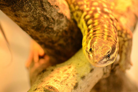 1.0 spiny-tailed Monitor (Varanus acanthurus)  Spiny-tailed monitor (Ackies Dwarf Monitor),Varanus acanthurus,spiny-tailed Monitor