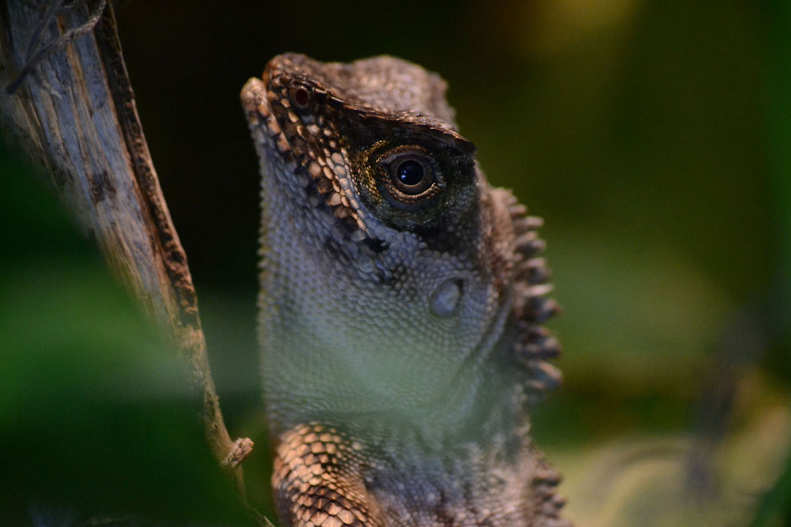Acanthosaura capra | green prickleape - 1.0 male  Acanthosaura capra,Green Pricklenape