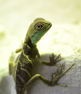 Green waterdragon, subadult (Physignathus cocincinus)  Chinese Water Dragon,Physignathus cocincinus
