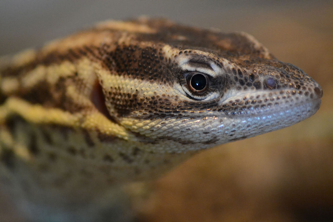 ridge tailed monitor [Varanus acanthurus] 1.0 A male ridge tailed monitor  Spiny-tailed monitor (Ackies Dwarf Monitor),Varanus,Varanus acanthurus