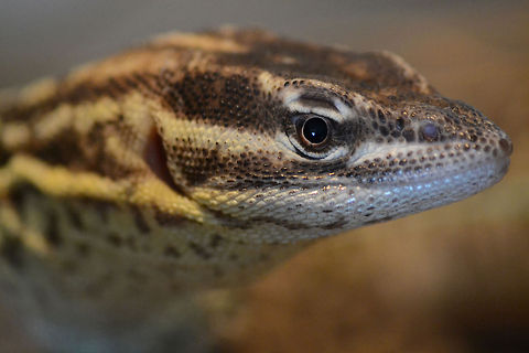 ridge tailed monitor [Varanus acanthurus] 1.0 A male ridge tailed monitor  Spiny-tailed monitor (Ackies Dwarf Monitor),Varanus,Varanus acanthurus