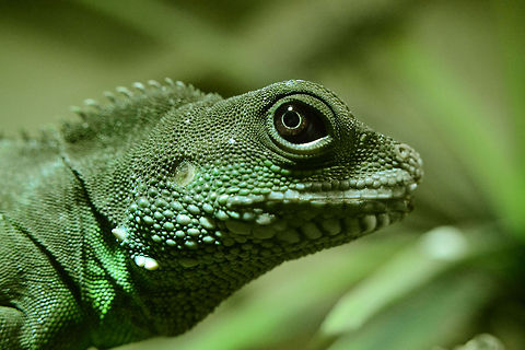 Green waterdragon | Physignathus cocincinus Macro from a female green waterdragon Chinese Water Dragon,Physignathus cocincinus