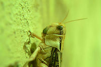 Migratory locust (Locusta migratoria)  Locusta migratoria,Migratory locust